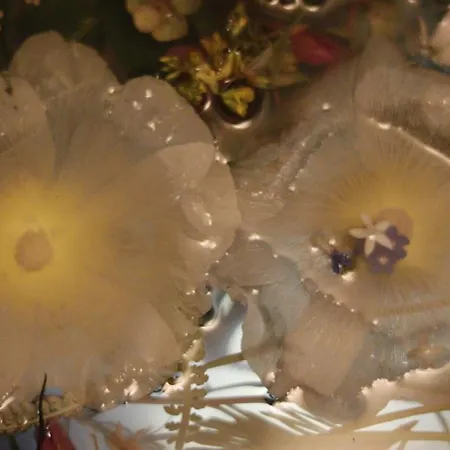 شقة Love Suite بانسكو